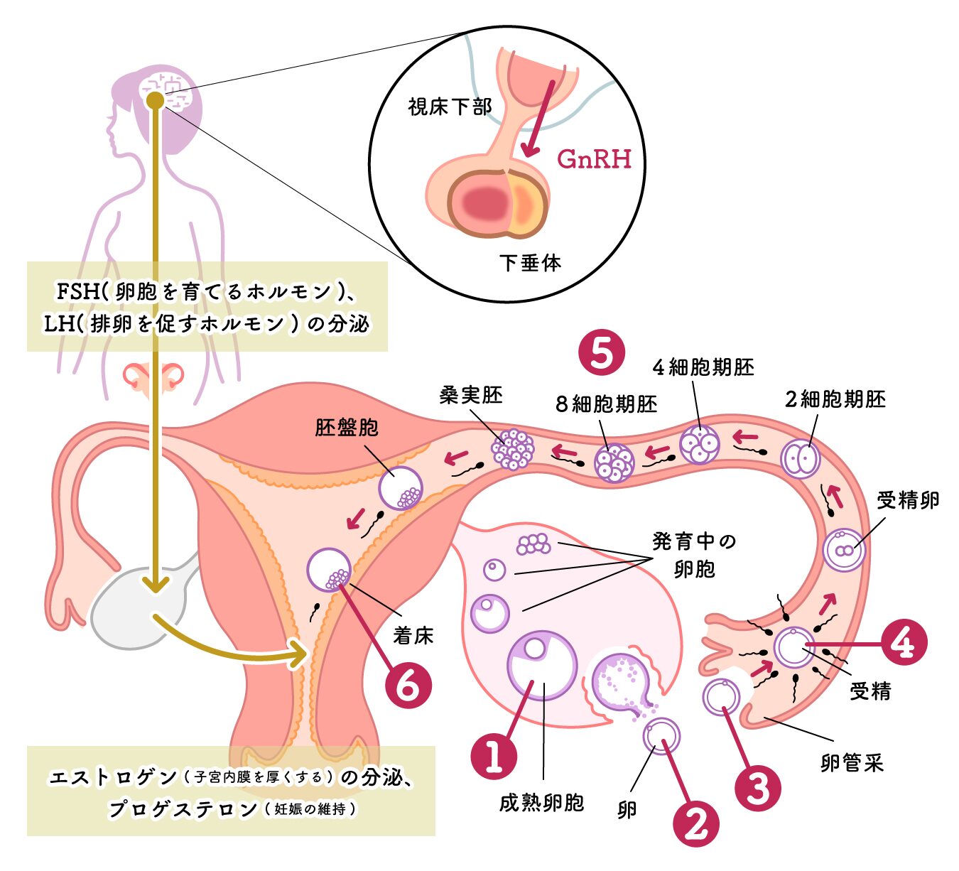 排卵誘発剤について - 日本橋・人形町|女医の婦人科 mimiレディースクリニック三越前|不妊治療・ピル処方 - mimiレディースクリニック三越前